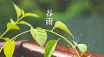 【二十四節(jié)氣灸】谷雨節(jié)氣脾土濕，艾灸降濕濁，脾旺不受邪！